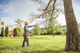 Trusted Osseo, WI Tree Services Experts
