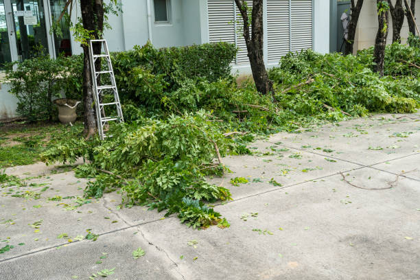 How Our Tree Care Process Works  in  Osseo, WI
