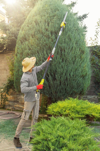 Best Tree Trimming and Pruning  in Osseo, WI